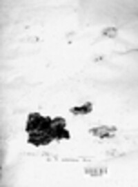 Jackrogersella cohaerens image